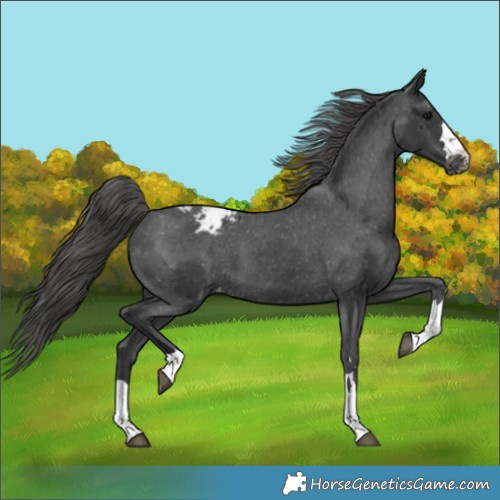 Horse Color:Black Appaloosa 