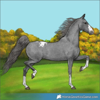 Horse Color:Black Varnish