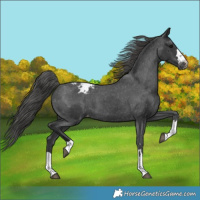 Horse Color:Black Appaloosa 