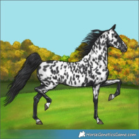 Horse Color:Black Near Leopard 