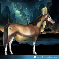 Horse Color:Gray Bay Onyx Rabicano 