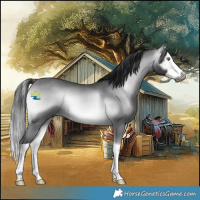 Horse Color:Gray Bay Chinchilla Onyx Splash Rabicano 