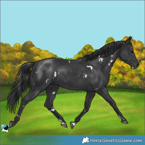 Horse Color:White Spotted Black Rabicano 