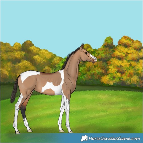 Horse Color:Bay Dun Tobiano 