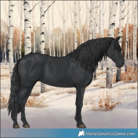 Horse Color:Black 