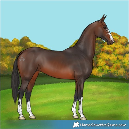 Horse Color:Brown 