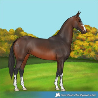 Horse Color:Brown 