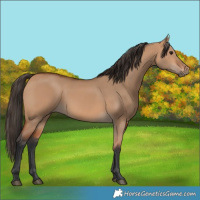 Horse Color:Bay Dun 