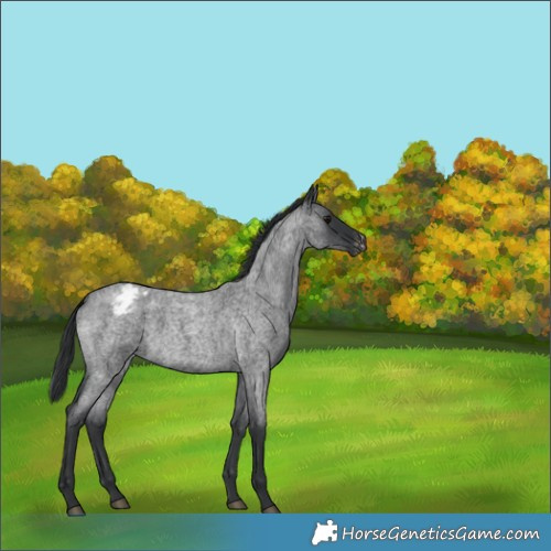 Horse Color:Blue Roan Appaloosa 