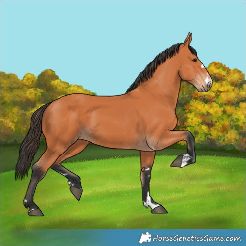 Horse Color:Bay 