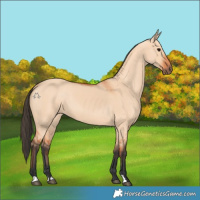 Horse Color:Bay Dun 