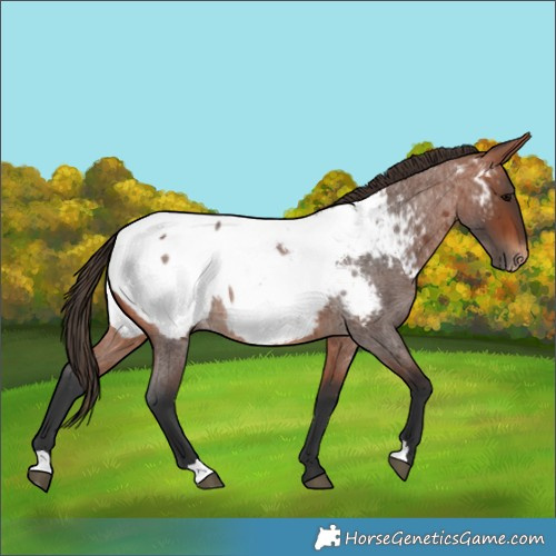 Horse Color:Bay Roan Appaloosa 