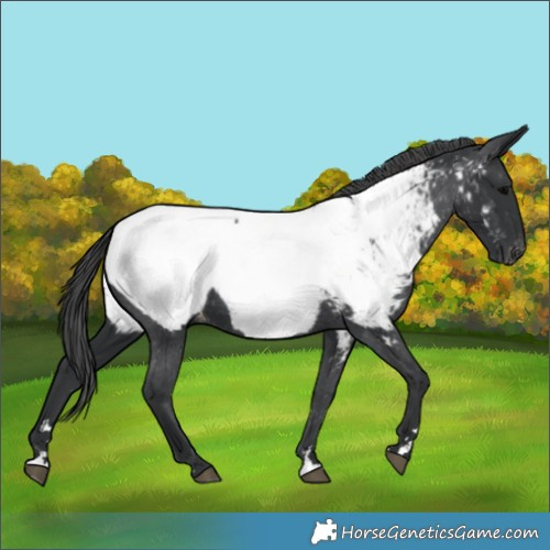 Horse Color:Black Appaloosa 