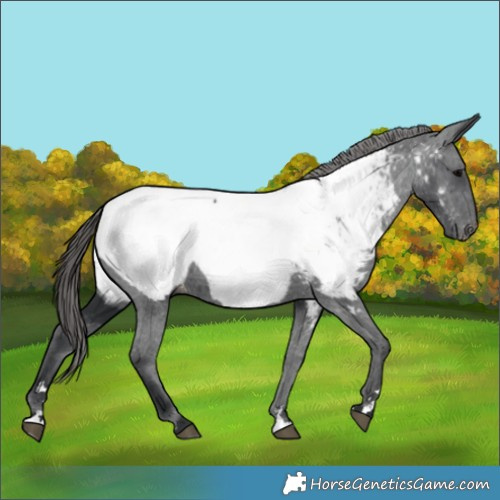 Horse Color:Black Appaloosa 