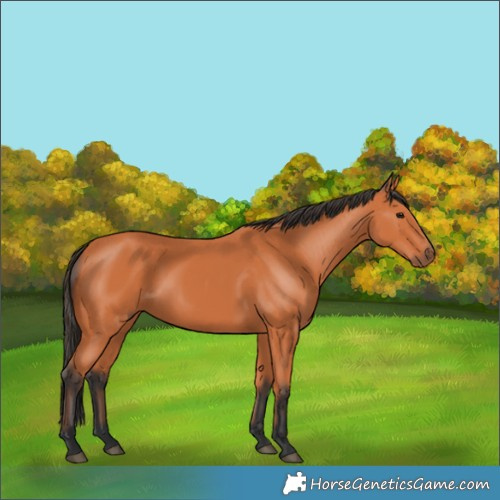 Horse Color:Bay 