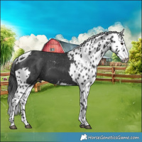 Horse Color:Black Skewed Appaloosa 
