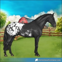 Horse Color:Black Skewed Appaloosa 