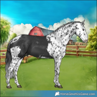 Horse Color:Black Skewed LP Spotted 