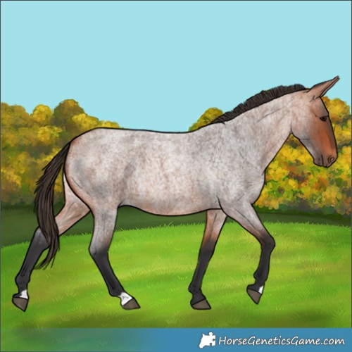 Horse Color:Bay Roan 
