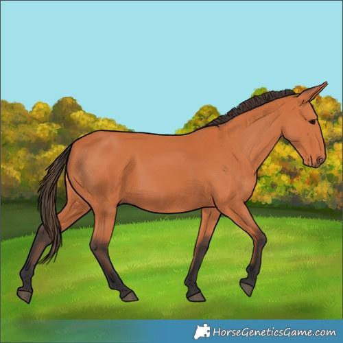 Horse Color:Bay 