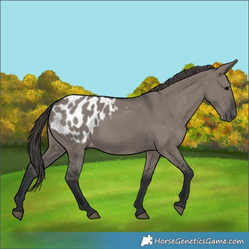 Horse Color:Grullo Appaloosa 