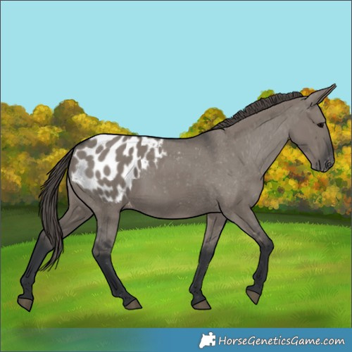 Horse Color:Grullo Appaloosa 
