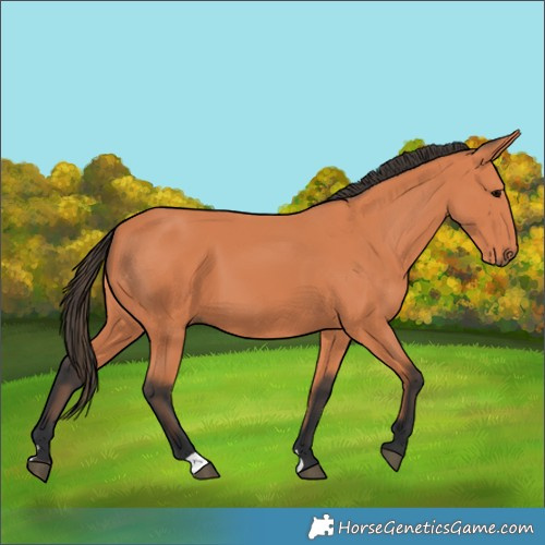 Horse Color:Bay 