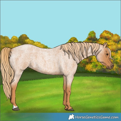 Horse Color:Red Roan 