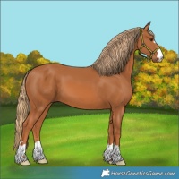 Horse Color:Chestnut 