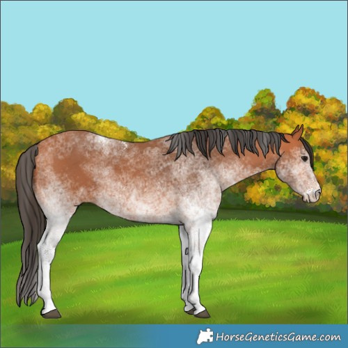 Horse Color:White Spotted Bay 