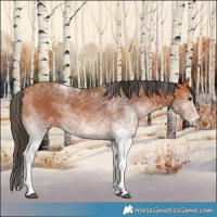 Horse Color:White Spotted Bay