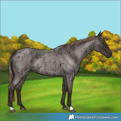 Horse Color:Liver Red Roan Rabicano 