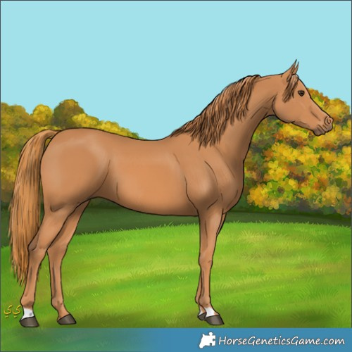 Horse Color:Unknown 