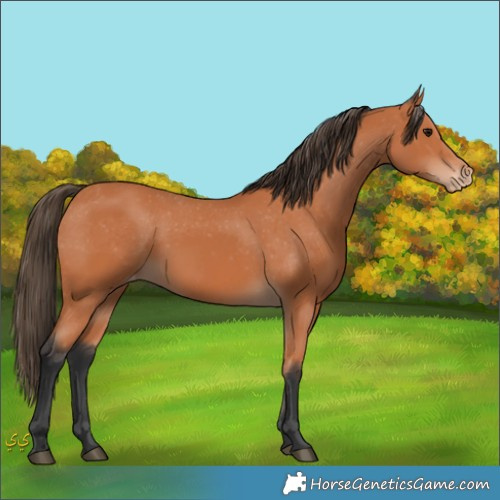 Horse Color:Unknown 