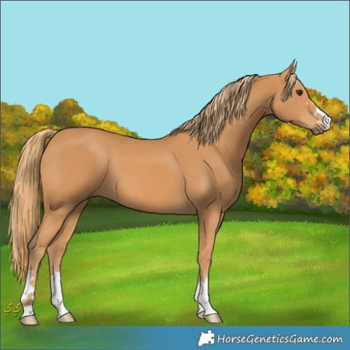 Horse Color:Unknown