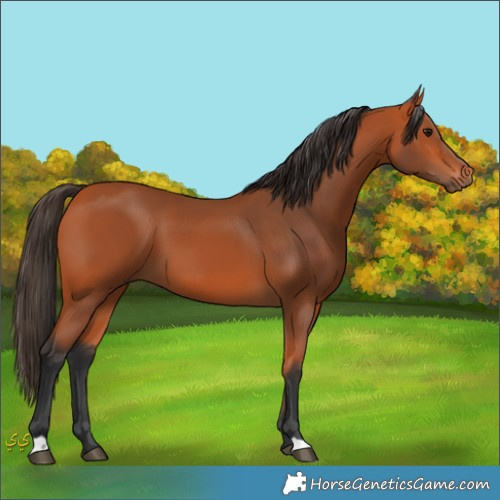 Horse Color:Unknown 