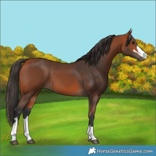 Horse Color:Unknown 