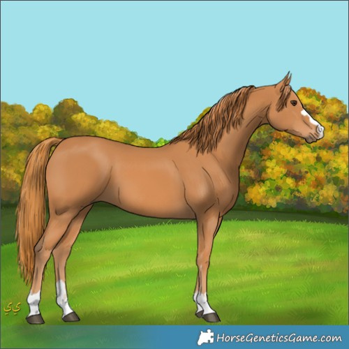 Horse Color:Unknown 
