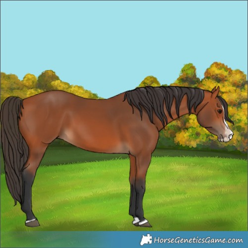 Horse Color:Bay Splash 