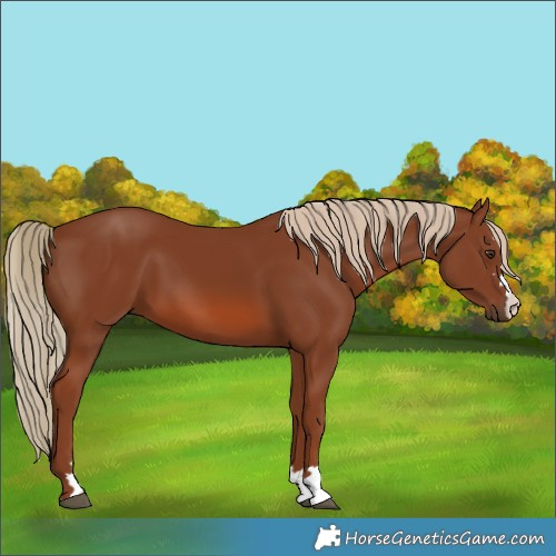 Horse Color:Unknown 