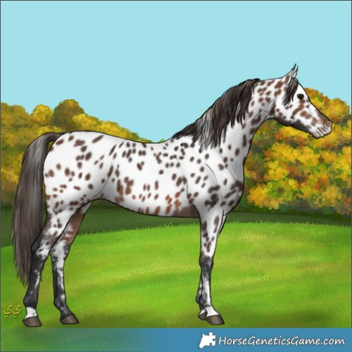 Horse Color:Unknown 