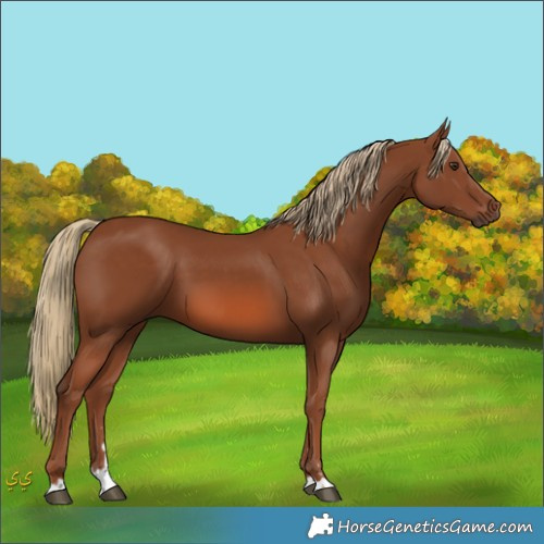Horse Color:Unknown 