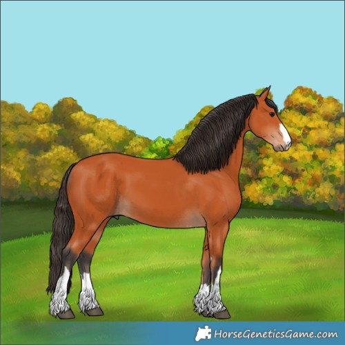Horse Color:Bay 
