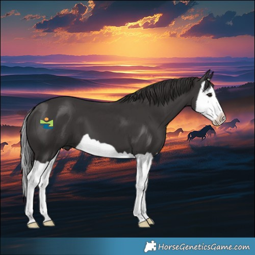 Horse Color:Smoky Black Splash