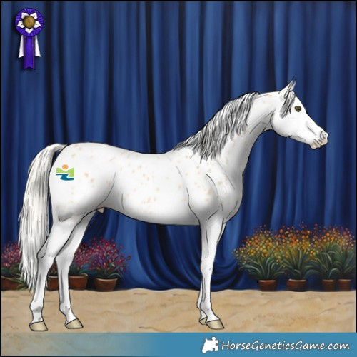 Horse Color:Silver Buckskin Dun Splash Appaloosa 