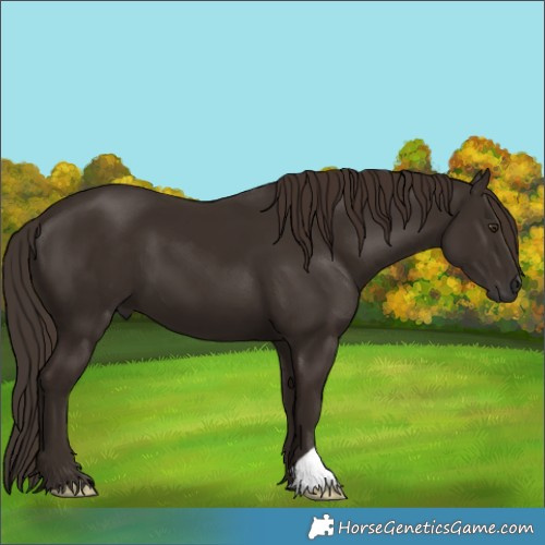 Horse Color:Liver Chestnut 