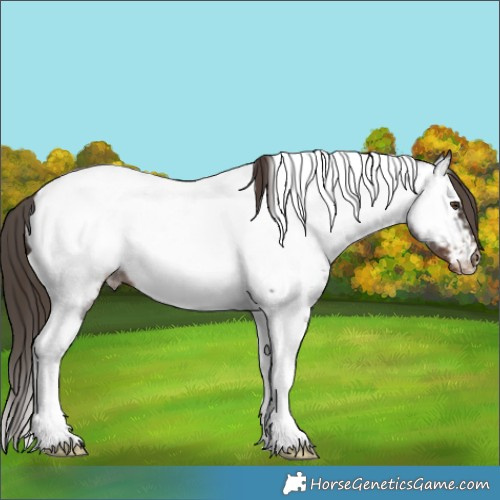 Horse Color:Liver Red Roan Tobiano Appaloosa 