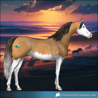 Horse Color:Buckskin Splash 