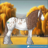 Horse Color:Bay Dun Sabino Splash Appaloosa