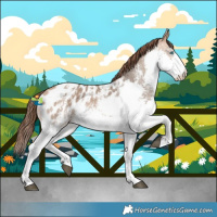 Horse Color:Bay Dun Sabino Splash Near Leopard